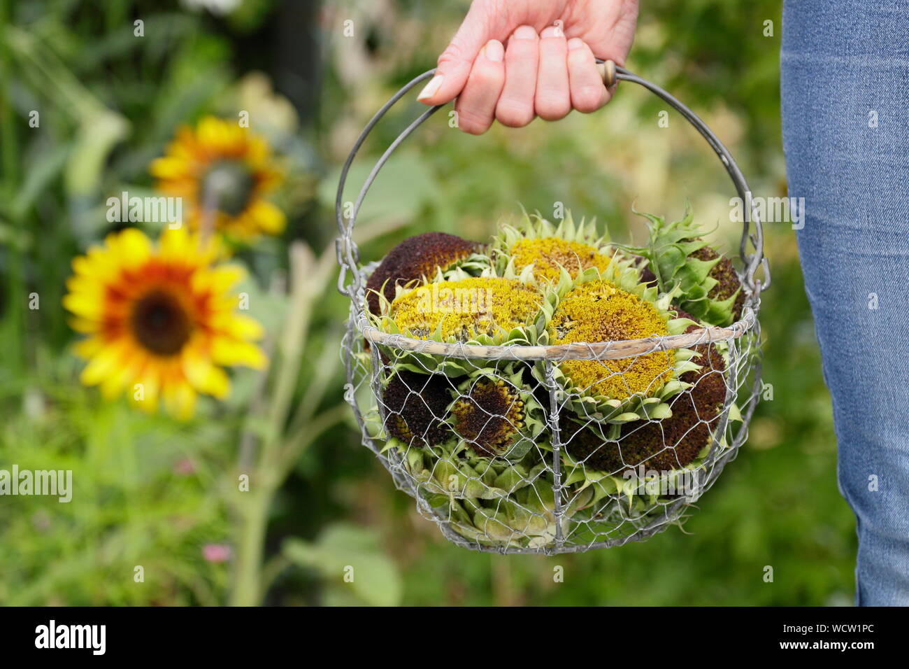 Helianthus annuus. Sonnenblume seedheads gesammelt in einem Korb für die Trocknung in einem inländischen Garten Stockfoto