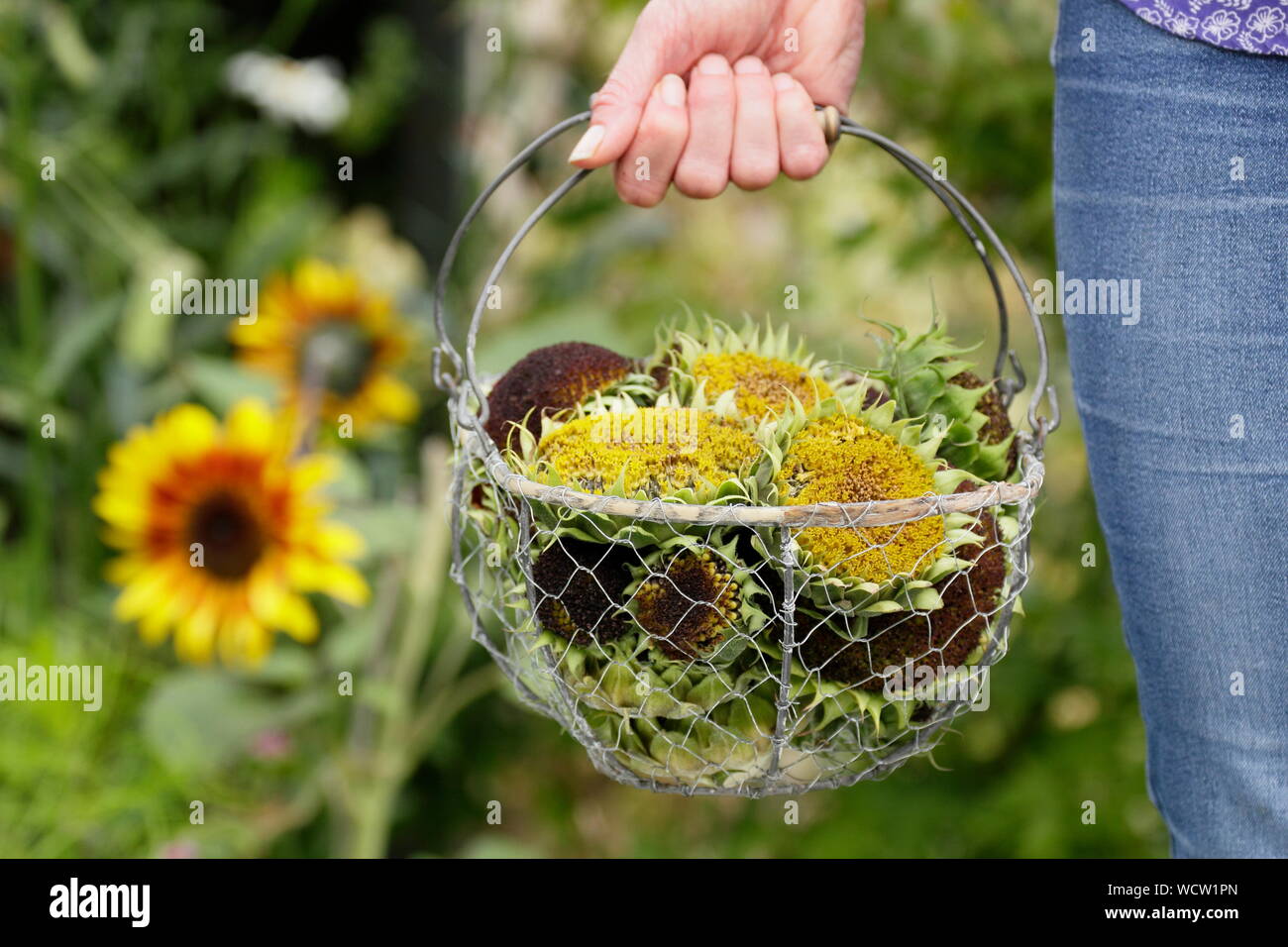 Helianthus annuus. Sonnenblume seedheads durch weibliche Gärtner in einem Korb durchgeführt für das Trocknen. Inlandsflüge Großbritannien Garten Stockfoto