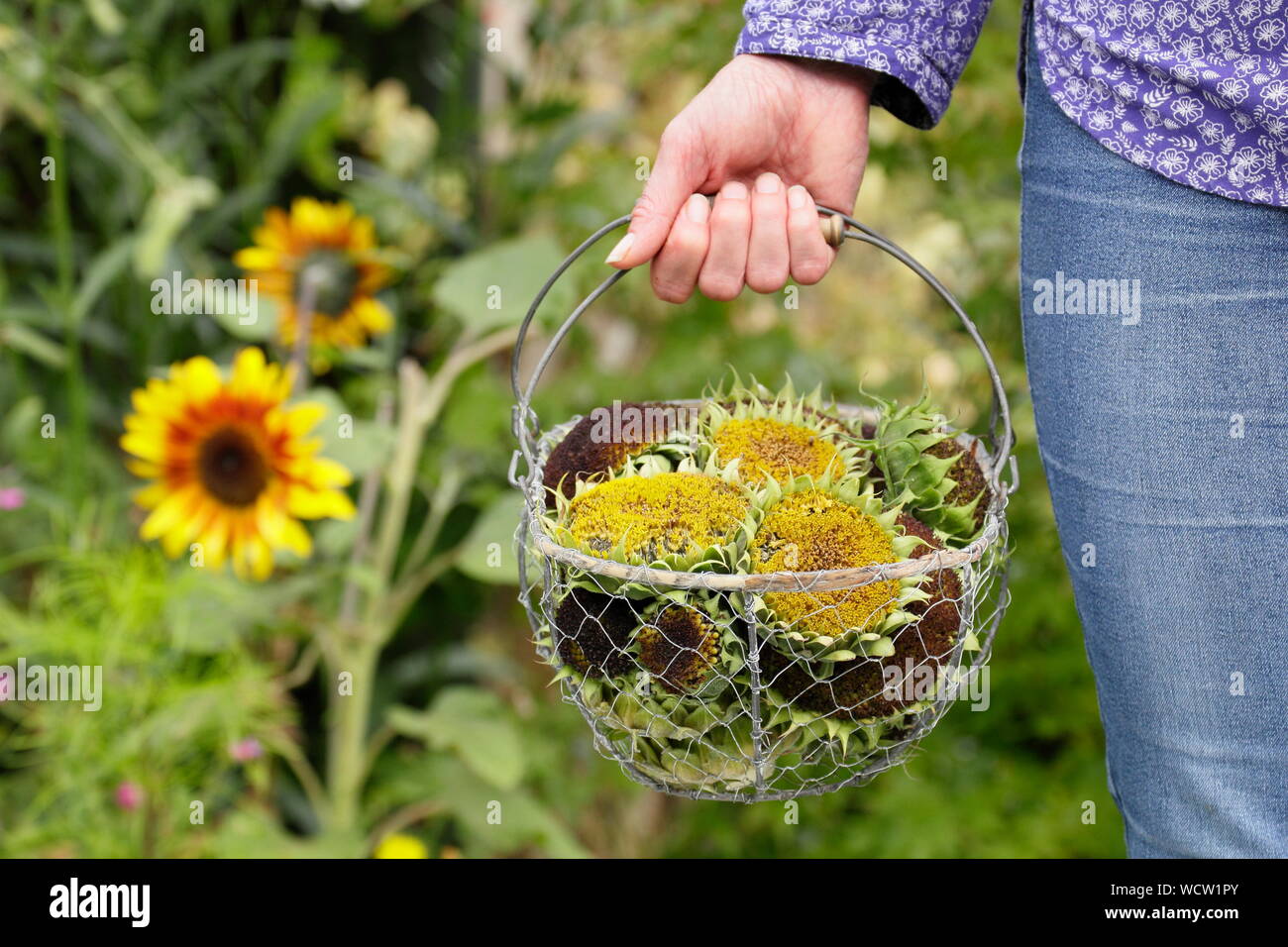 Helianthus annuus. Sonnenblume seedheads gesammelt in einem Korb für die Trocknung in einem inländischen Garten Stockfoto