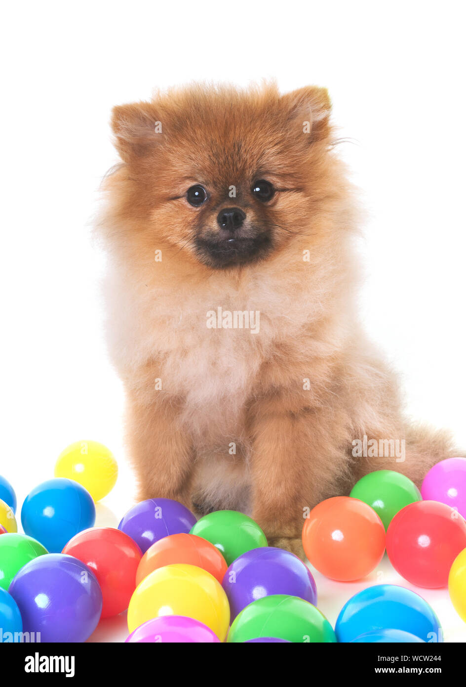 Hund gegen Multi farbigen Hintergrund Stockfoto