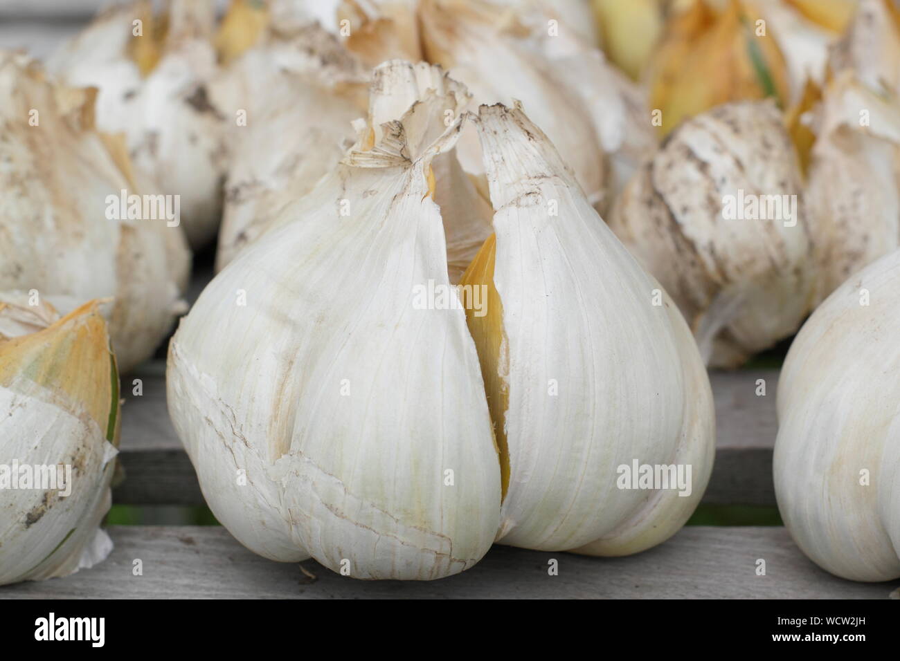 Elefant knoblauch allium ampeloprasum -Fotos und -Bildmaterial in hoher  Auflsung  Alamy