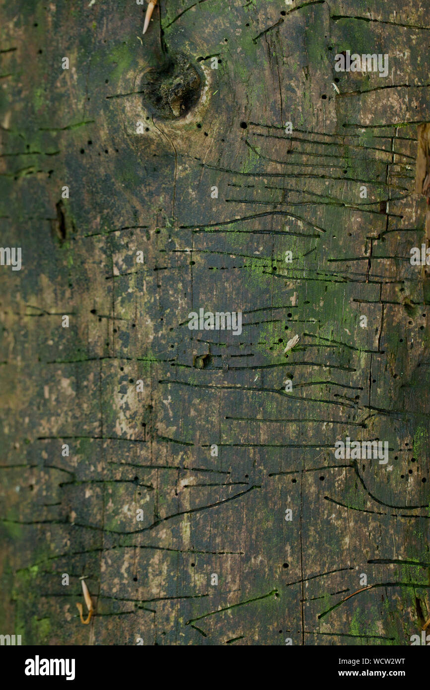 Nahaufnahme Baumstamm mit Leiterbahnen und Bohrungen eines Holz Wurm Stockfoto