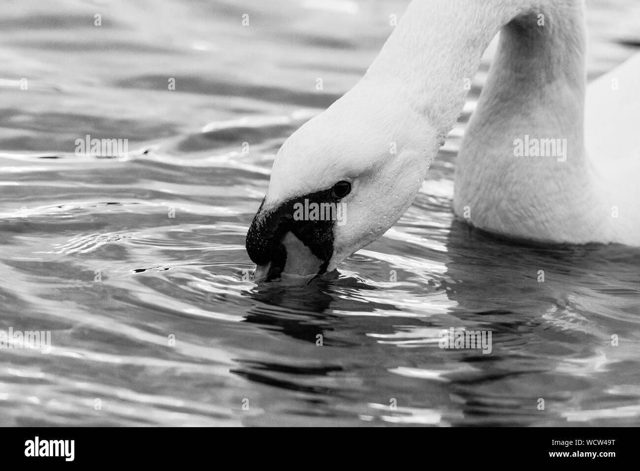 Schwarze und weiße Schwan Gesicht Stockfoto