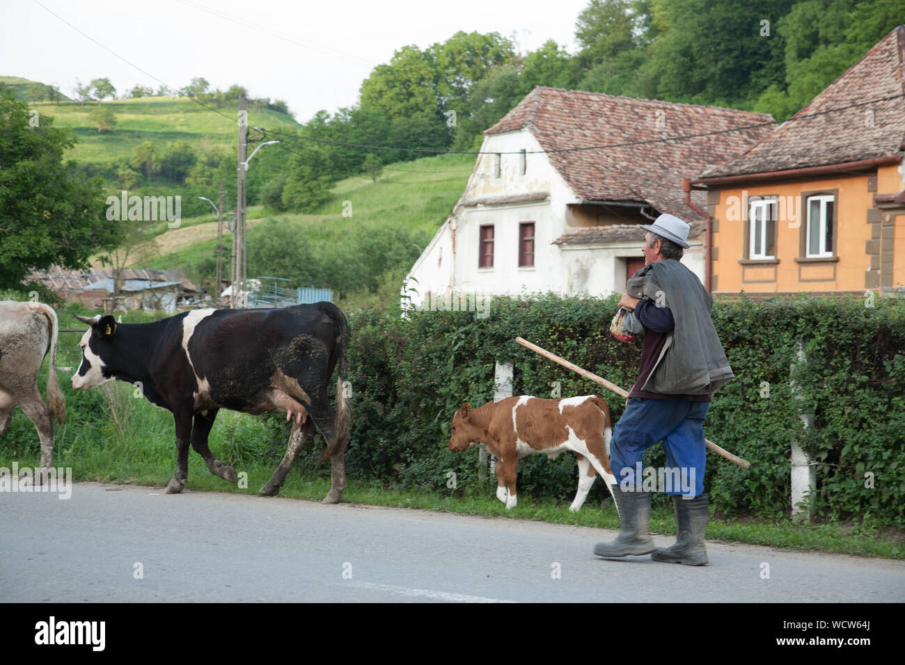 Ein Bauer geht mit Kühe entlang der Hauptstraße im Dorf Richis, Siebenbürgen, Rumänien Stockfoto