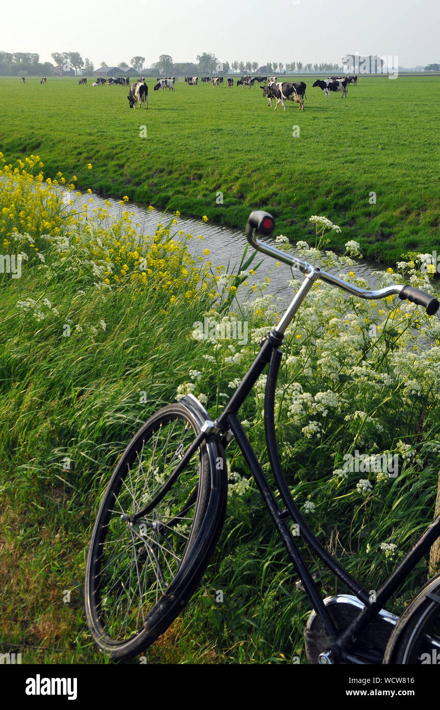 Holländische Landschaft mit dem Fahrrad, Edam, Niederlande, Europa Stockfoto