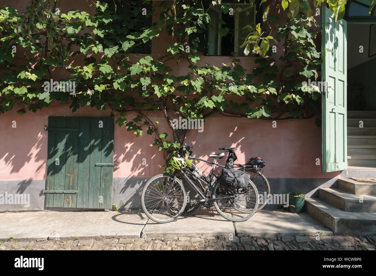 Zwei Fahrräder lehnte sich gegen eine rosa Wand unter einem Weinstock, im Hof von einem Homestay in Malancrav, Siebenbürgen, Rumänien Stockfoto