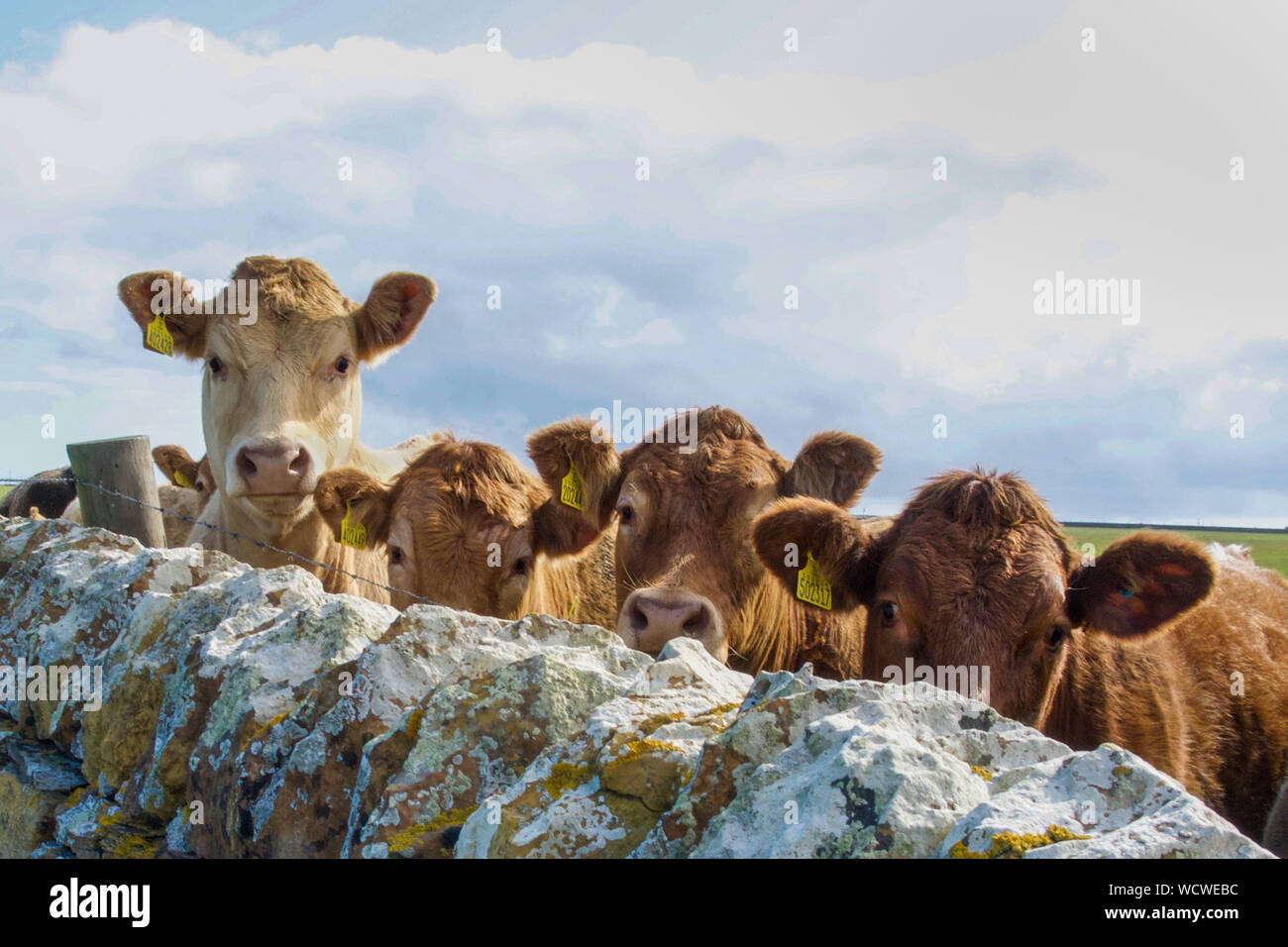Neugierige Kühe über alte Steinmauer Suchen Stockfoto