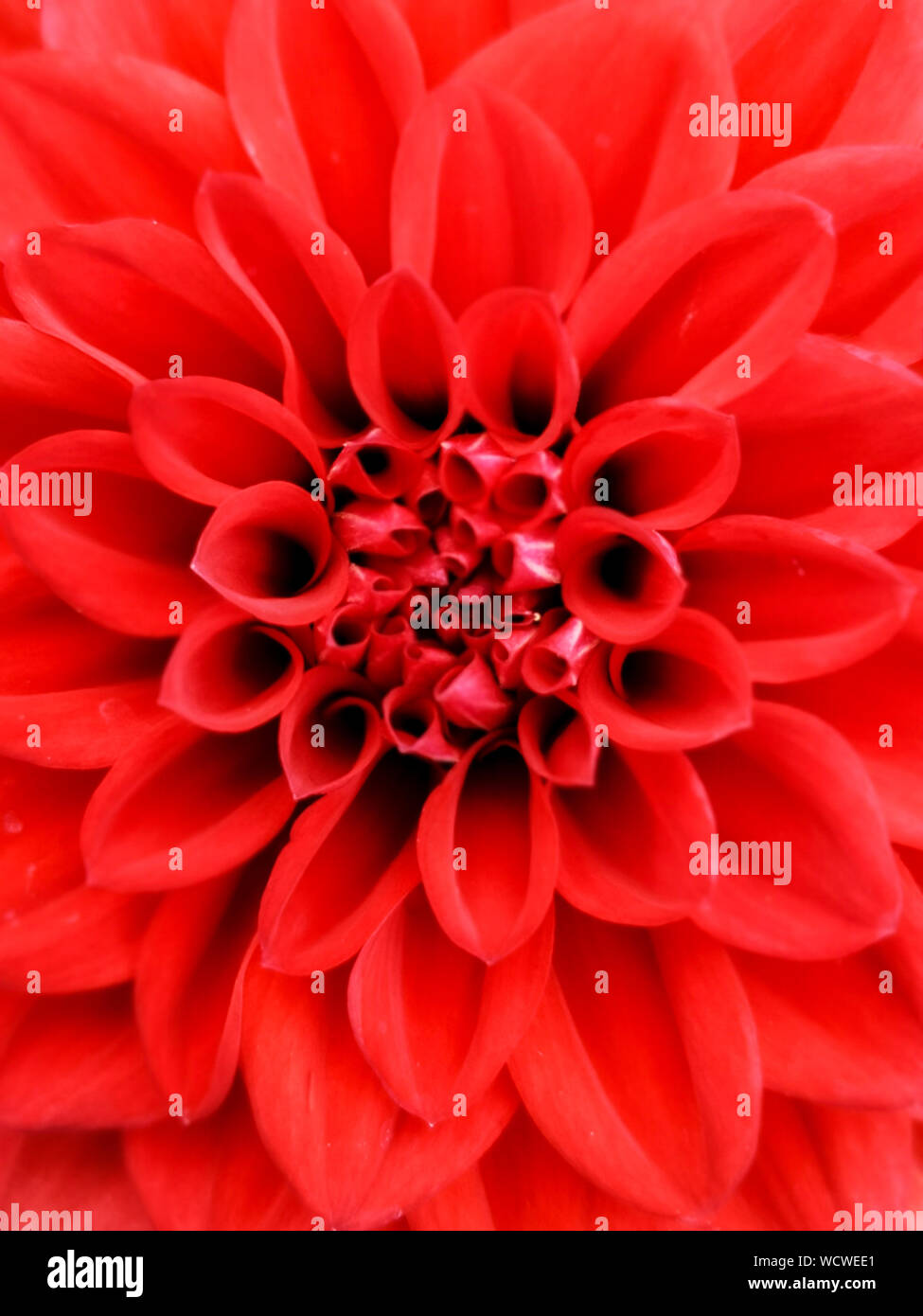 Nahaufnahme von der Mitte eines schönen roten Dahlie Blume zeigt das Muster der Blütenblätter Stockfoto
