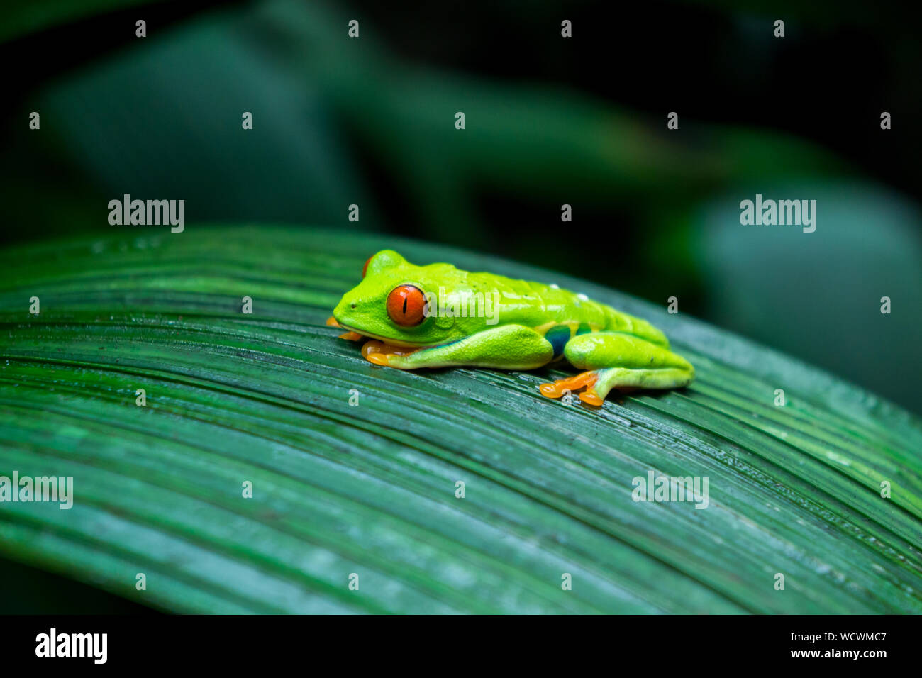 Red Eyed Tree Frog auf großen grünen Blatt in Costa Rica Stockfoto