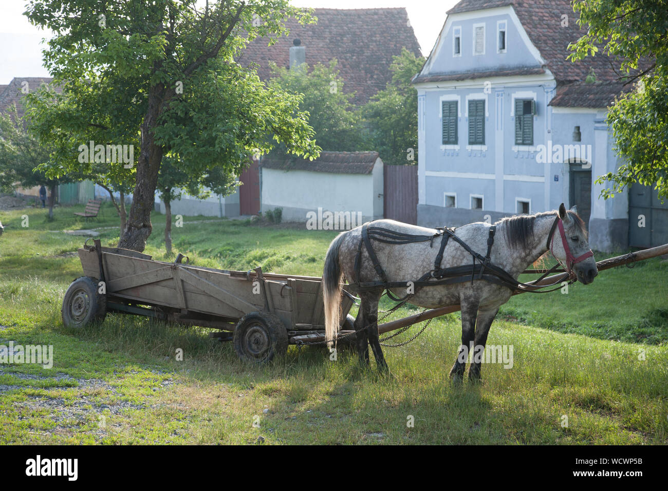 Ein Pferd steht genutzt zu einem hölzernen Warenkorb auf dem Dorfplatz in Viscri, Siebenbürgen, Rumänien Stockfoto