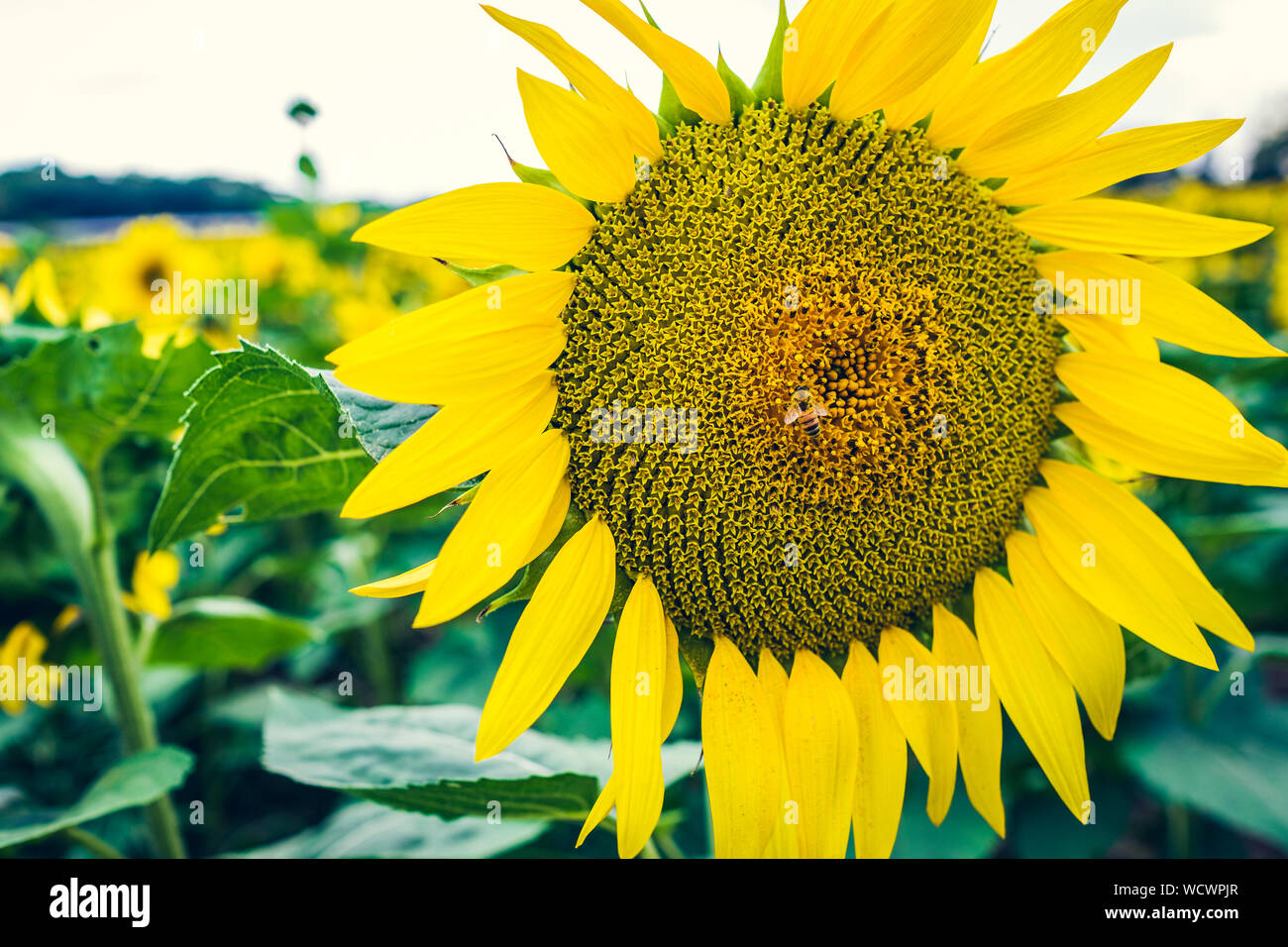 Blühende Sonnenblumen in Feld mit einer Biene, Nahaufnahme, blühende Stockfoto