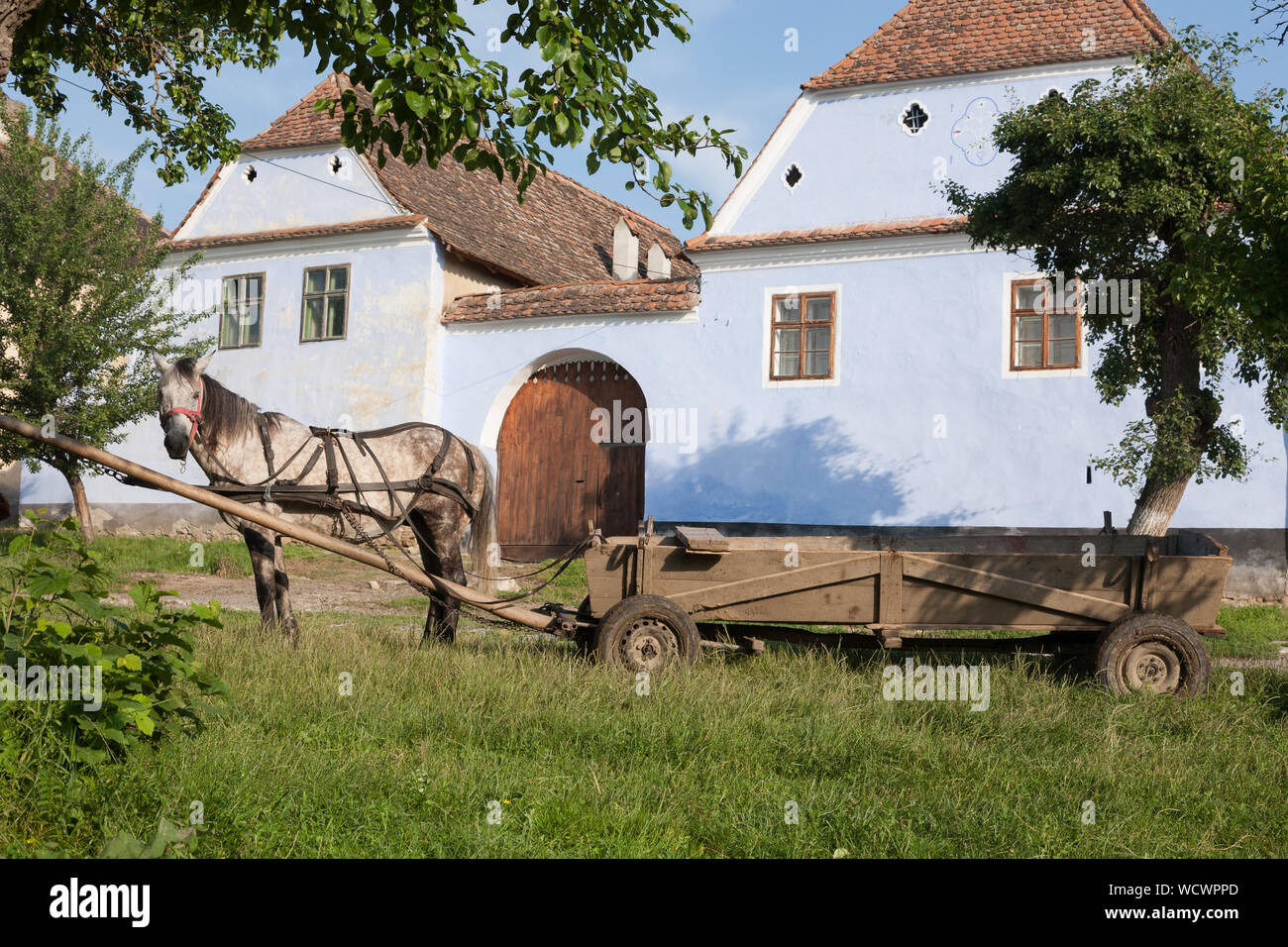 Ein Pferd steht genutzt zu einem hölzernen Warenkorb auf dem Dorfplatz in Viscri, Siebenbürgen, Rumänien Stockfoto