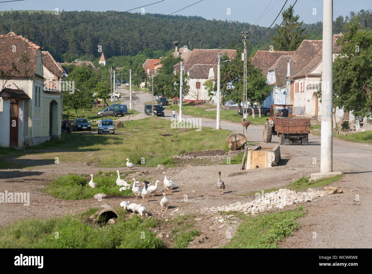 Hausgänse Beweidung auf dem Dorfplatz im Zentrum von Viscri, Siebenbürgen, Rumänien Stockfoto
