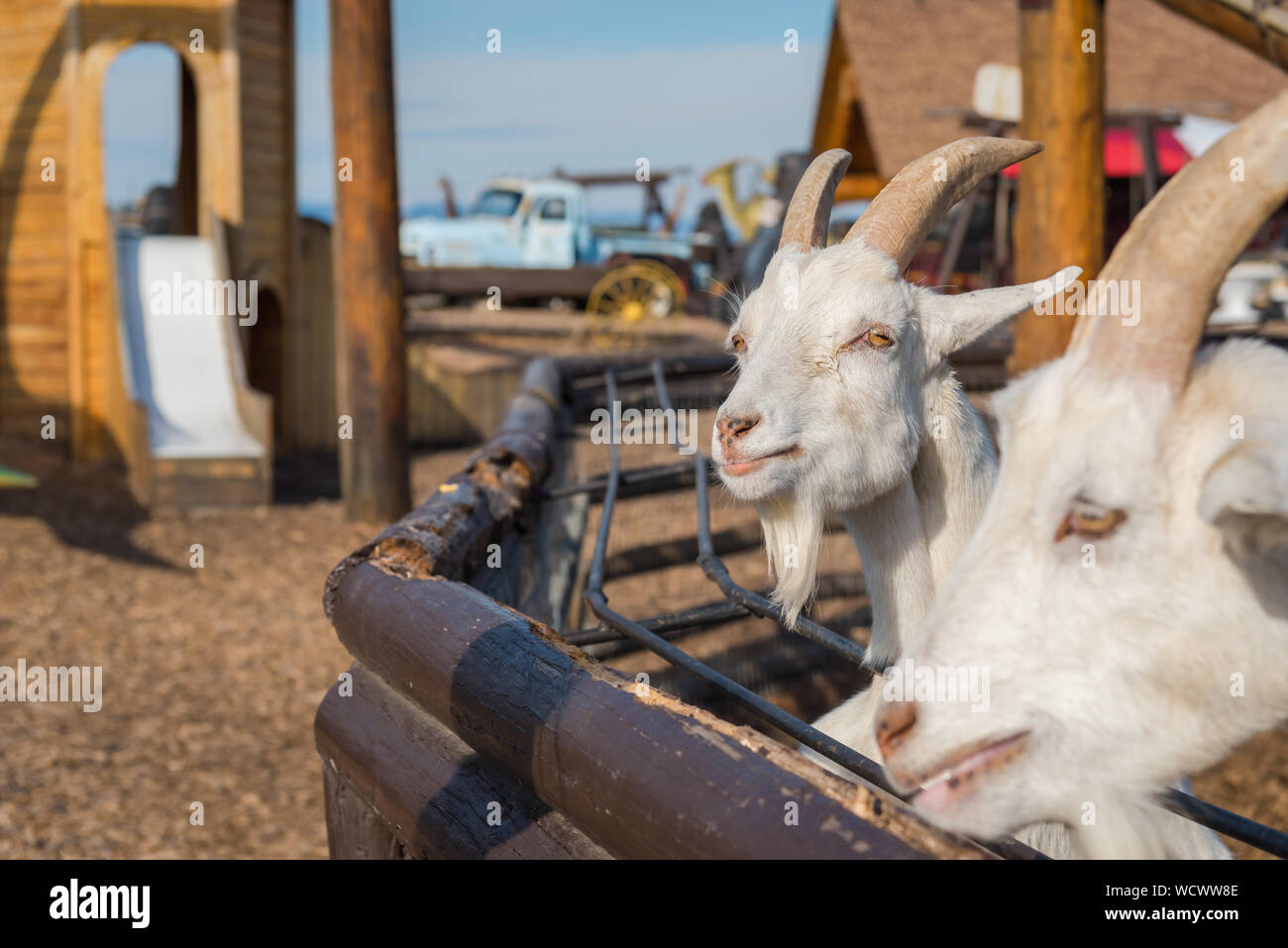 Armstrong, British Columbia/Kanada - 23. Oktober 2016: freundlich Ziegen in pen Streichelzoo im Log Scheune, eine beliebte Touristenattraktion am Straßenrand. Stockfoto