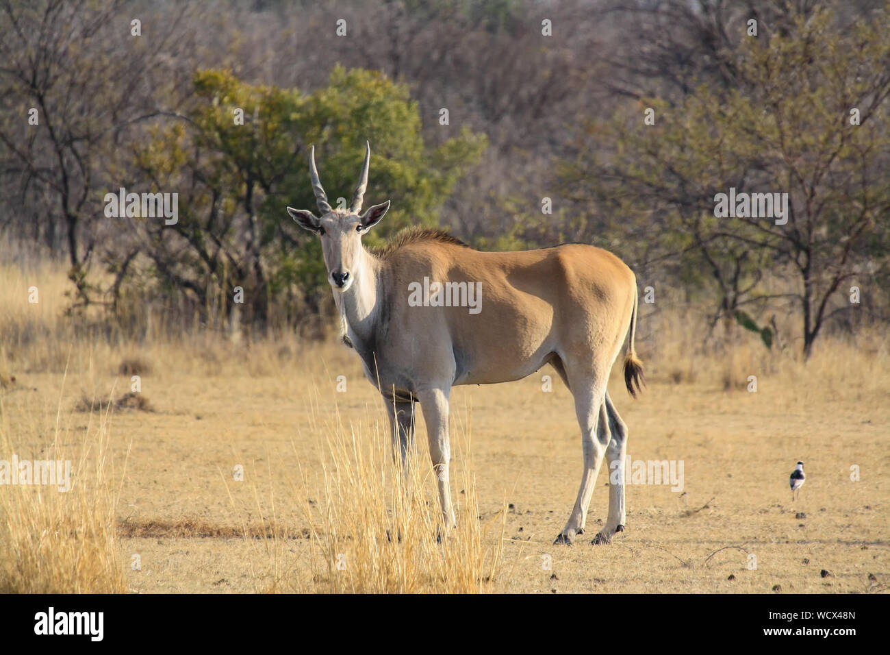 Gemeinsame Elenantilope (taurotragus Oryx) in Südafrika Stockfoto