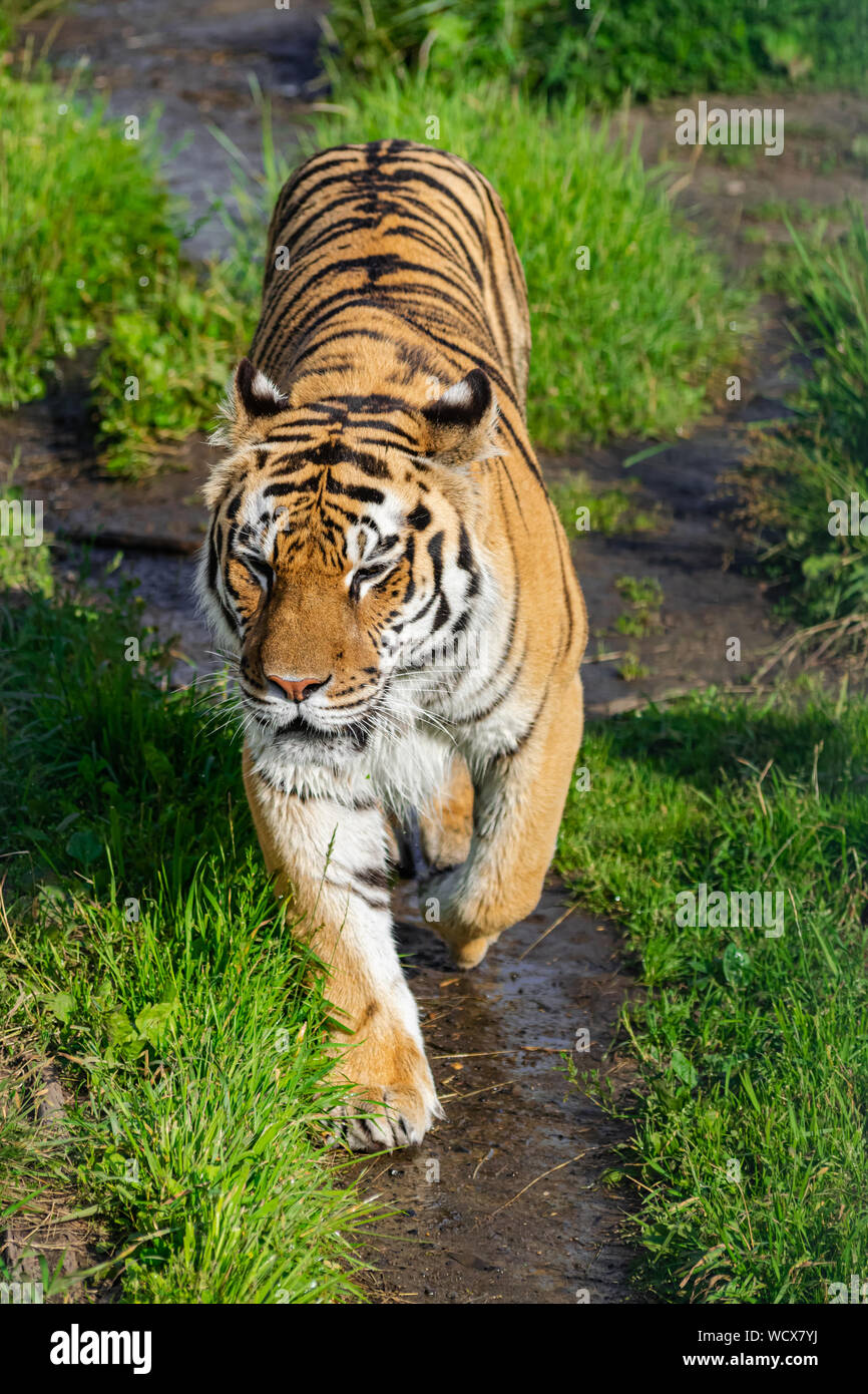 Sibirische Tiger (Panthera tigris altaica), entlang einem Feldweg mit Vegetation, mit Nachmittag Sonnenlicht Stockfoto