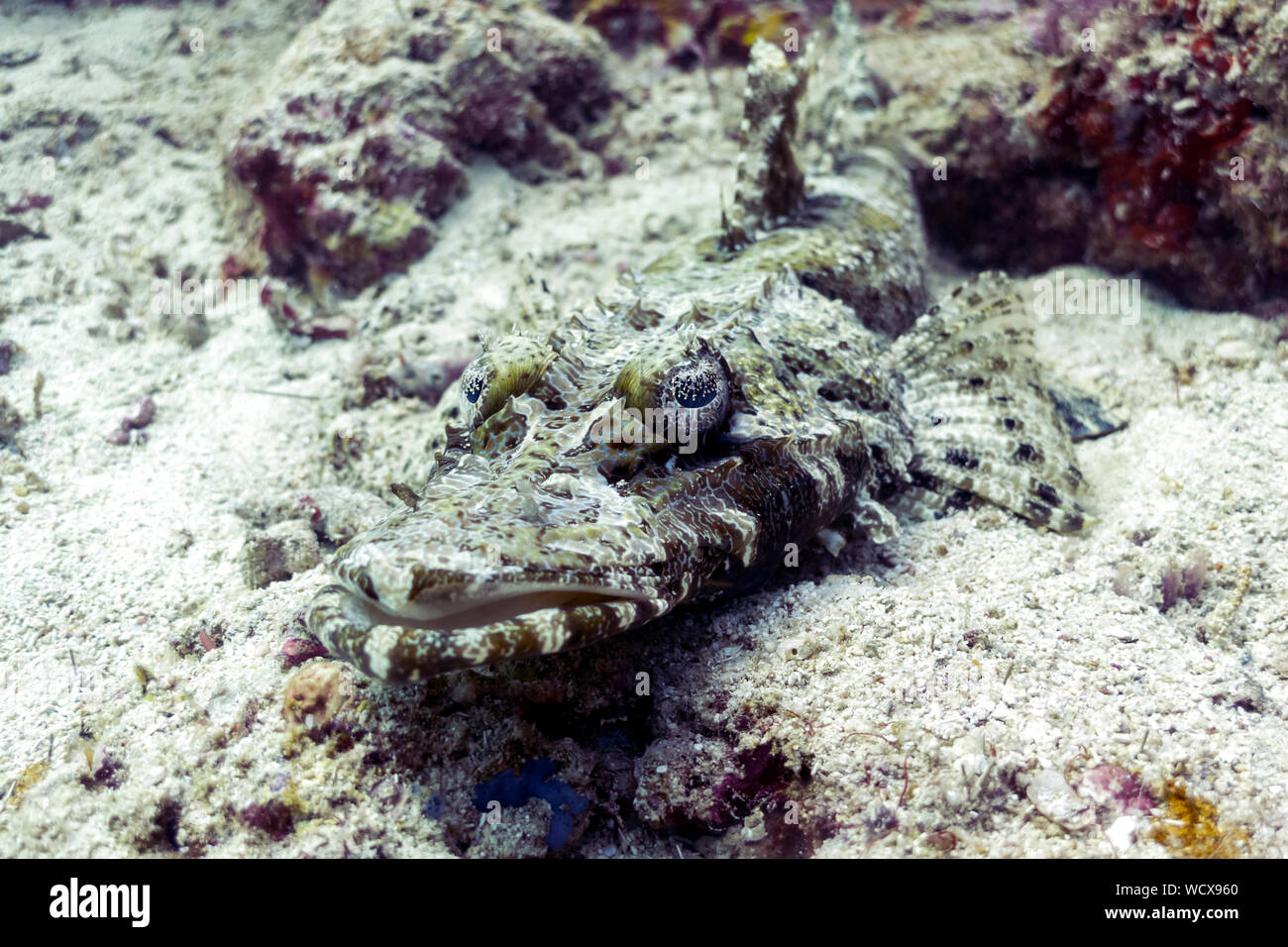 Camouflage Krokodilfische-De Beaufort's Flathead - Borneo, Malaysia Stockfoto