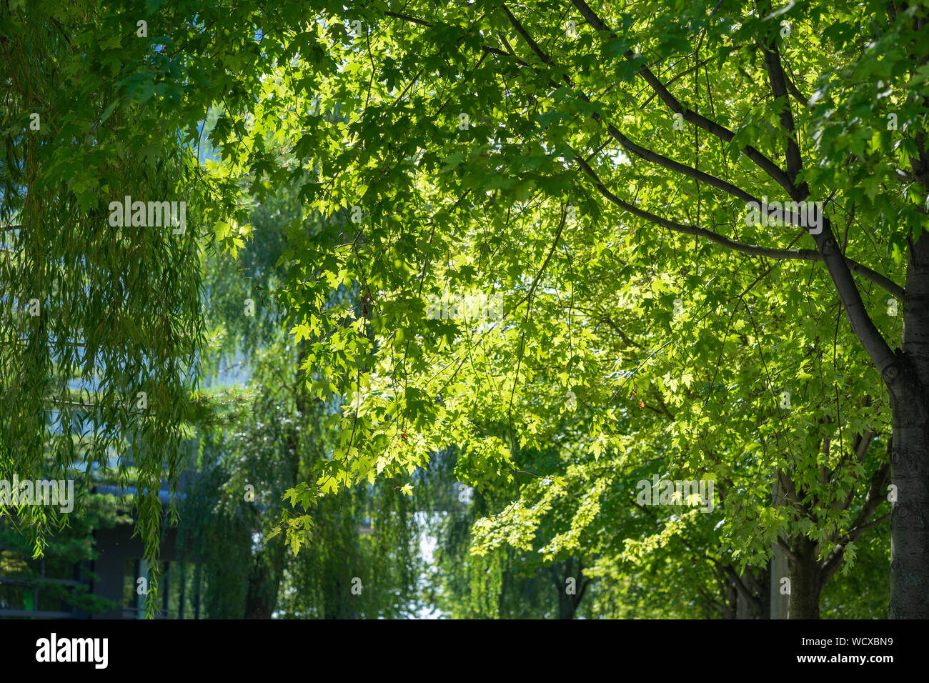 Während des Sommers, Toronto, verwandelt sich in eine Vielzahl von grünen Parks. Die Stadt hat viel Grün und entspannenden Flecken. Stockfoto