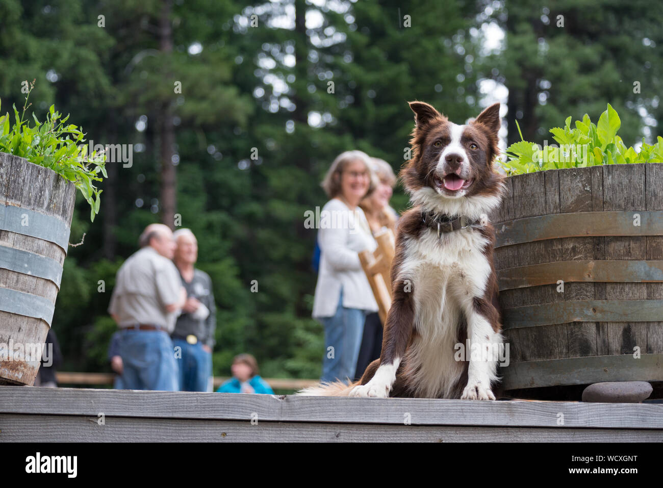 Hund, und die Gäste können auf der Terrasse des Minam River Lodge in Oregon Wallowa Mountains. Stockfoto