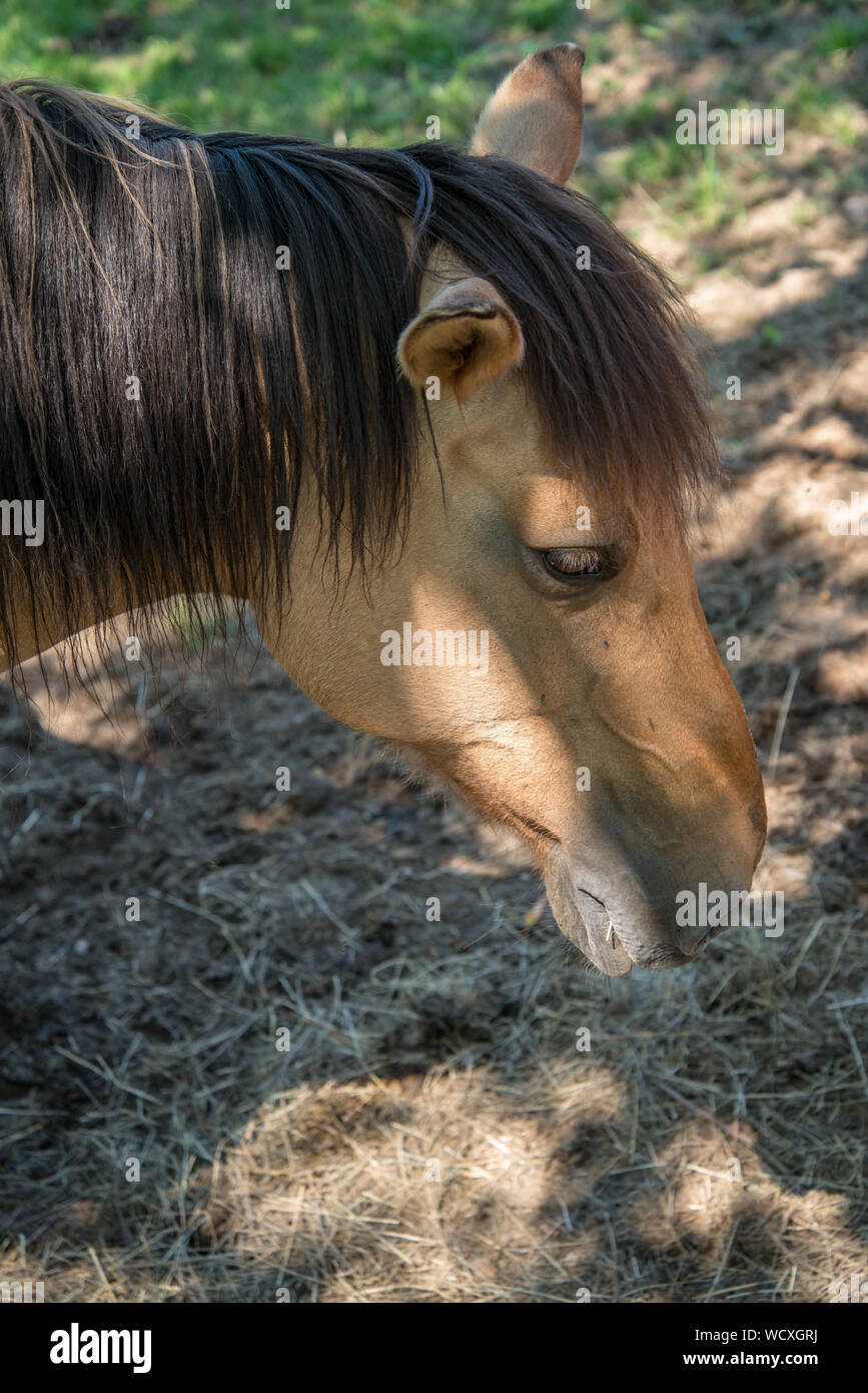 Pferde grasen in einem Feld in den Monts du Lyonnais Stockfoto
