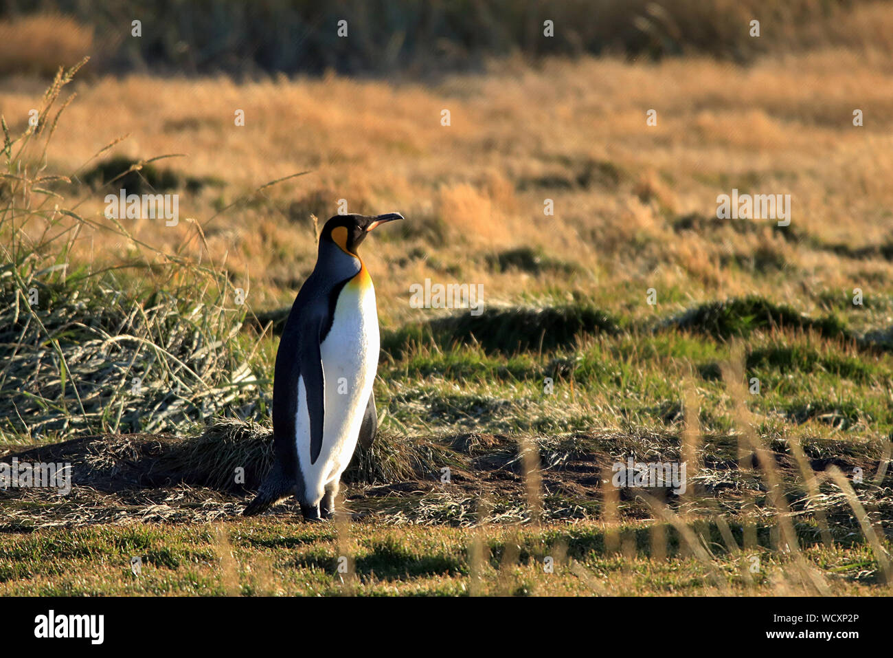 Ein einsamer Königspinguin (Aptenodytes patagonicus) von einer Kolonie in einem abgelegenen Teil der chilenischen Feuerland gegründet Stockfoto