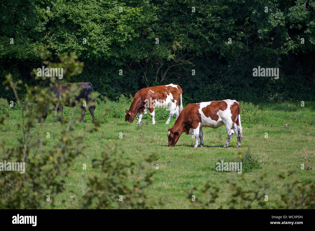 Braun-weiße Kühe auf der Weide unter Bäumen, Kopieren, ausgewählte konzentrieren Stockfoto