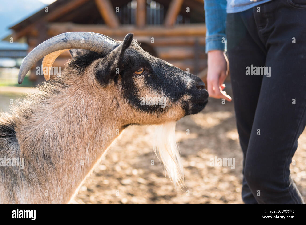 Armstrong, British Columbia/Kanada - 23. Oktober 2016: Billy Goat steht neben Mädchen im Streichelzoo im Log Scheune, eine beliebte Touristenattraktion. Stockfoto