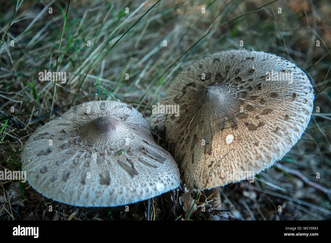 Pilze im Sonnenlicht Stockfoto