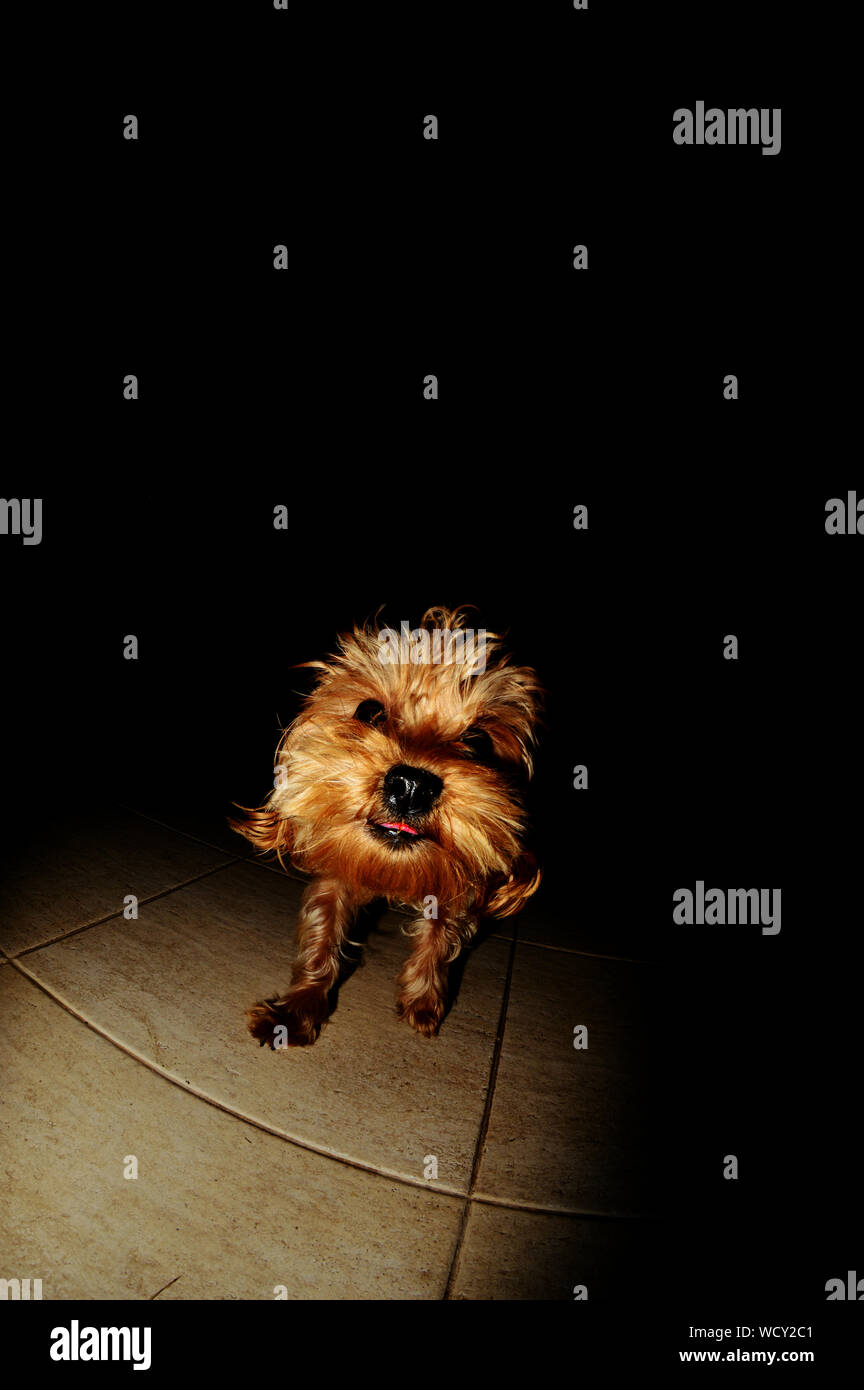 Chewbacca Hund in Dunkelkammer Stockfotografie - Alamy