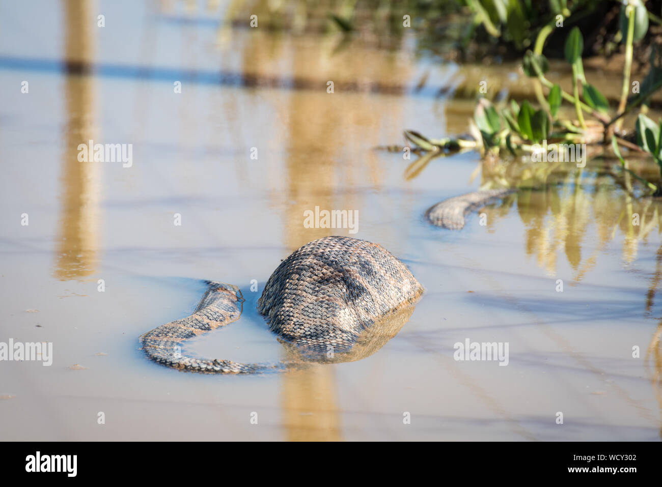 Gelbe Anakonda (Eunectes notaeus) mit riesigen Bauch an der Transpantaneira Straße, Mato Grosso, Brasilien, Südamerika. Stockfoto