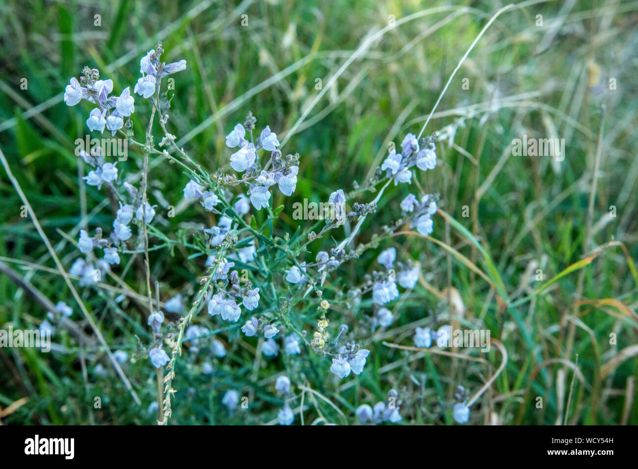 Kleine weiße wilde Orchideen am Strassenrand Stockfoto