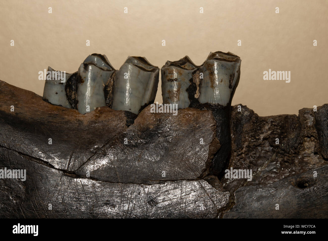 Nahaufnahme eines fossil camel Kiefer und Zähne, Paleolama, aus dem Pleistozän, 1,8 Millionen - vor 10.000 Jahren Stockfoto