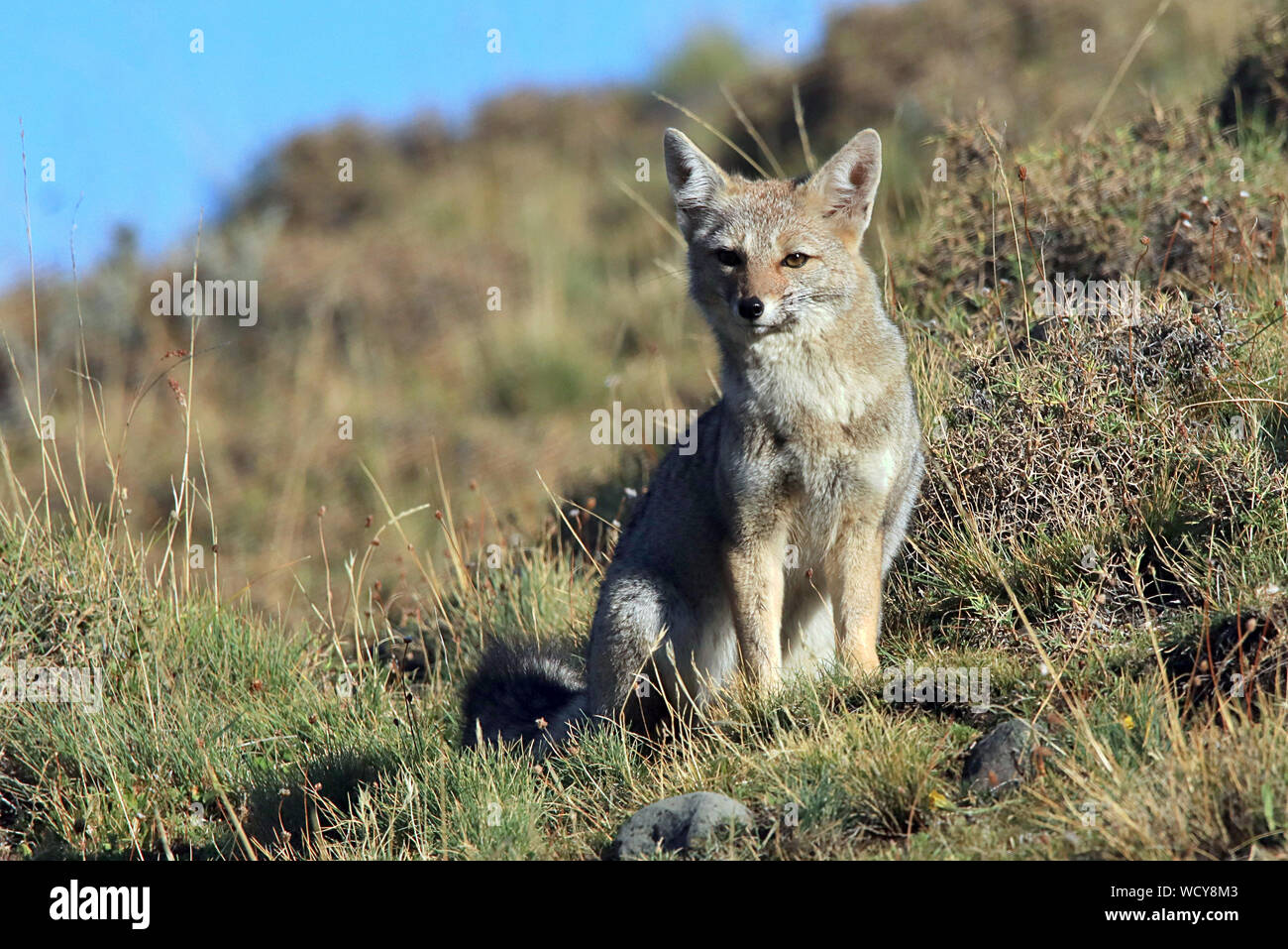 Eine Südamerikanische Gray Fox (Lycalopex griseus), oder Chilla, Sitzen und starrte mich im Torres del Paine Nationalpark im chilenischen Patagonien Stockfoto