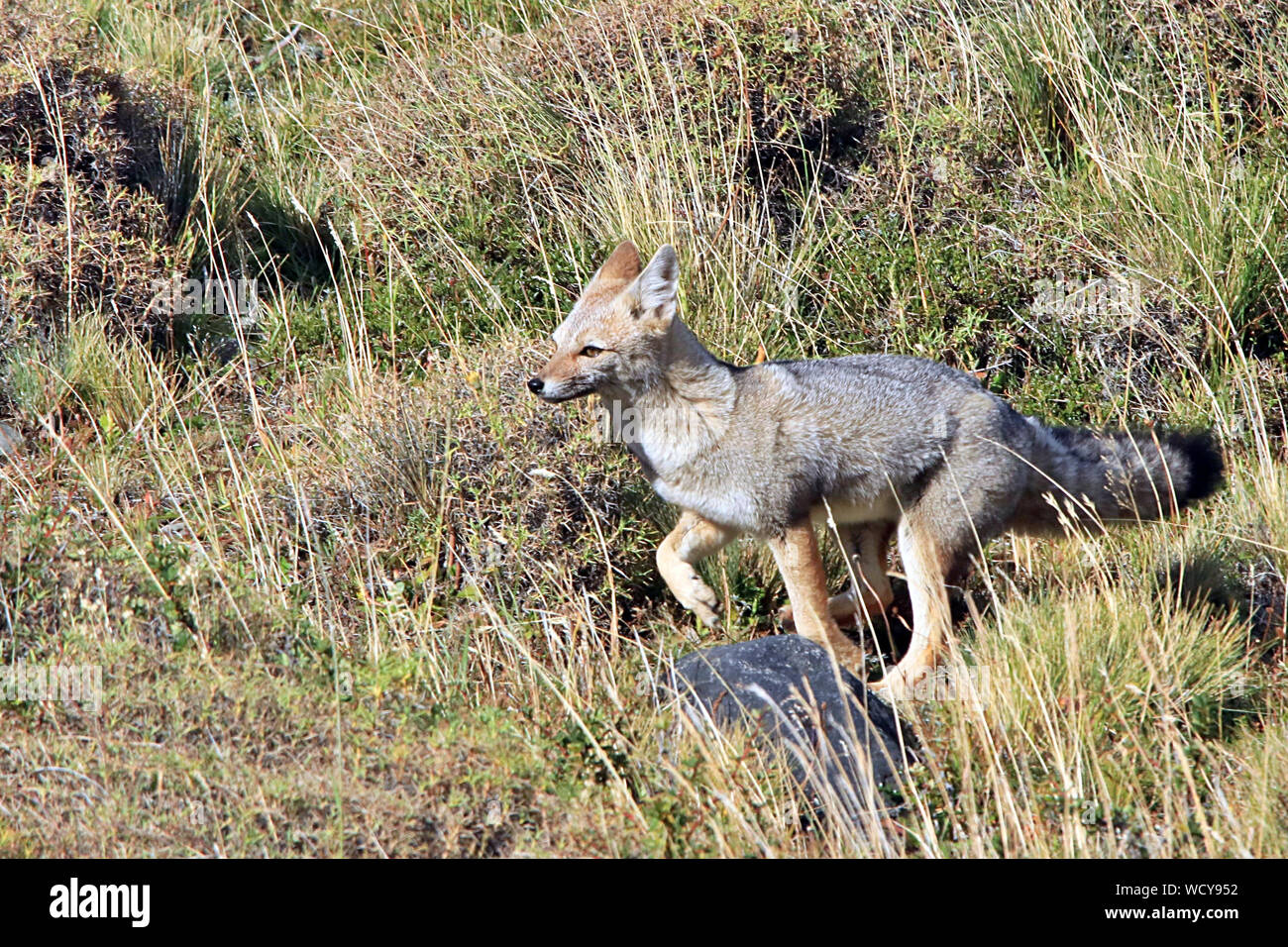 Eine Südamerikanische Gray Fox (Lycalopex griseus), oder Chilla, springen über die Wiese der Torres del Paine Nationalpark im chilenischen Patagonien Stockfoto