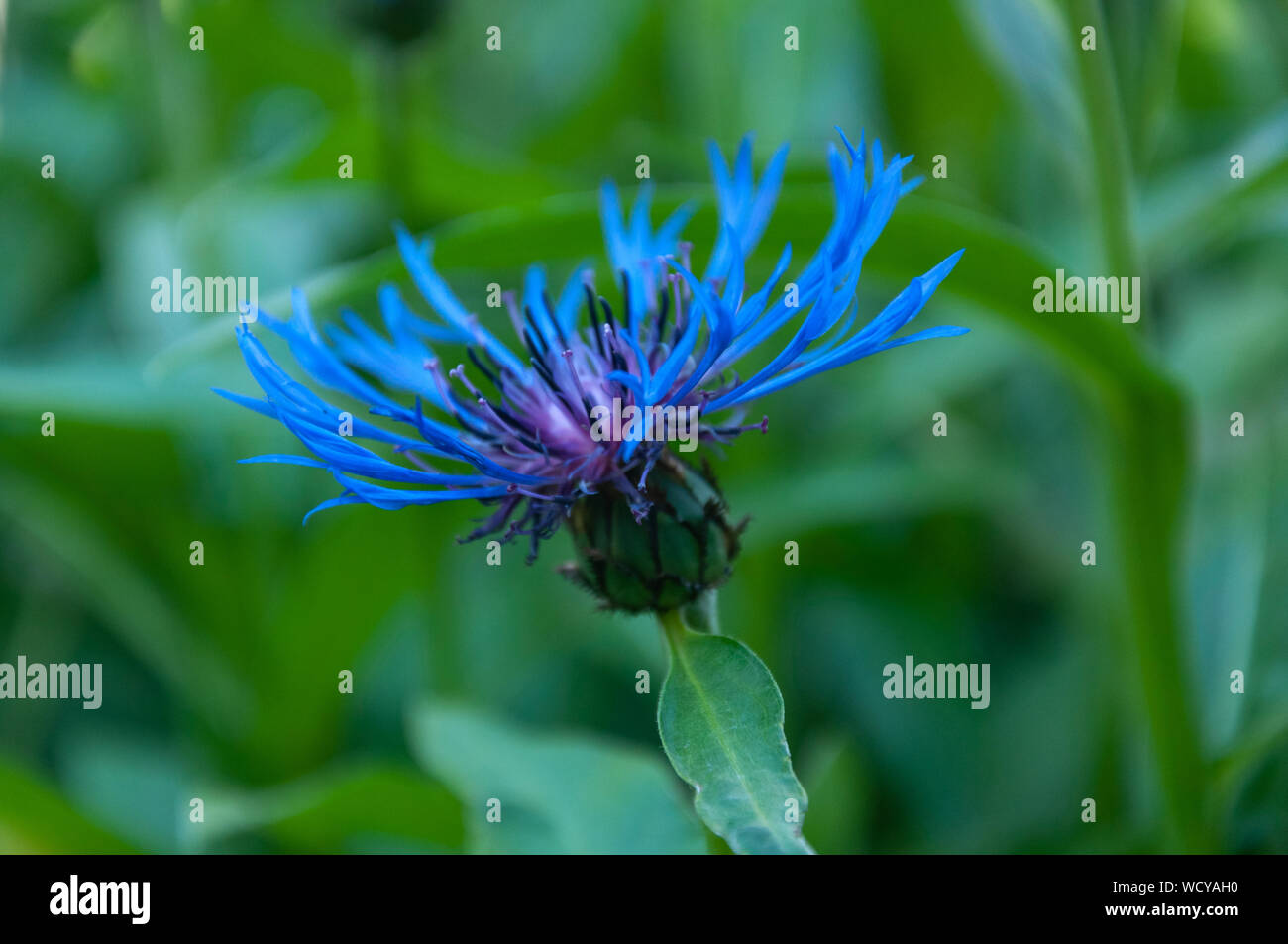 Blaue Blume in der Natur Stockfoto