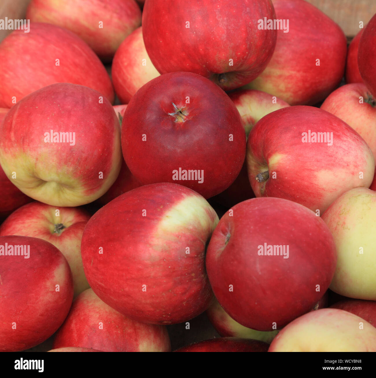 Apple "Katy", "Apple" Katya', Äpfel, Malus Domestica, Hofladen Anzeige Stockfoto