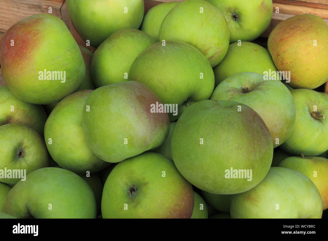Apple' Peasgoods Nonsuch", Essen, Kochen apple apple, Äpfel, Malus Domestica, Hofladen Anzeige Stockfoto