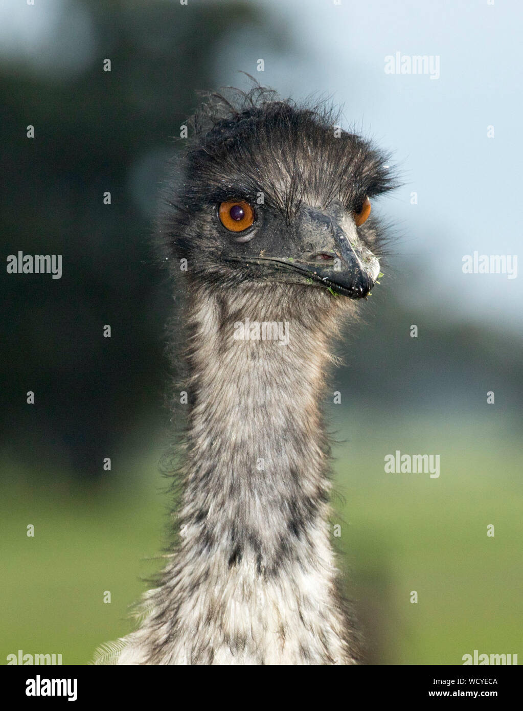 Das Gesicht des australischen Emu, Dromaius novaehollandiae, mit aufmerksamem Ausdruck, gegen hellgrüner Hintergrund im Little Desert Nationalpark Victoria Stockfoto