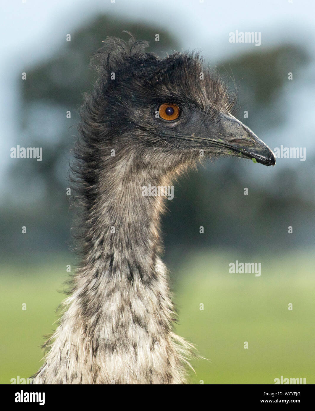 Das Gesicht des australischen Emu, Dromaius novaehollandiae, mit aufmerksamem Ausdruck, gegen hellgrüner Hintergrund im Little Desert Nationalpark Victoria Stockfoto