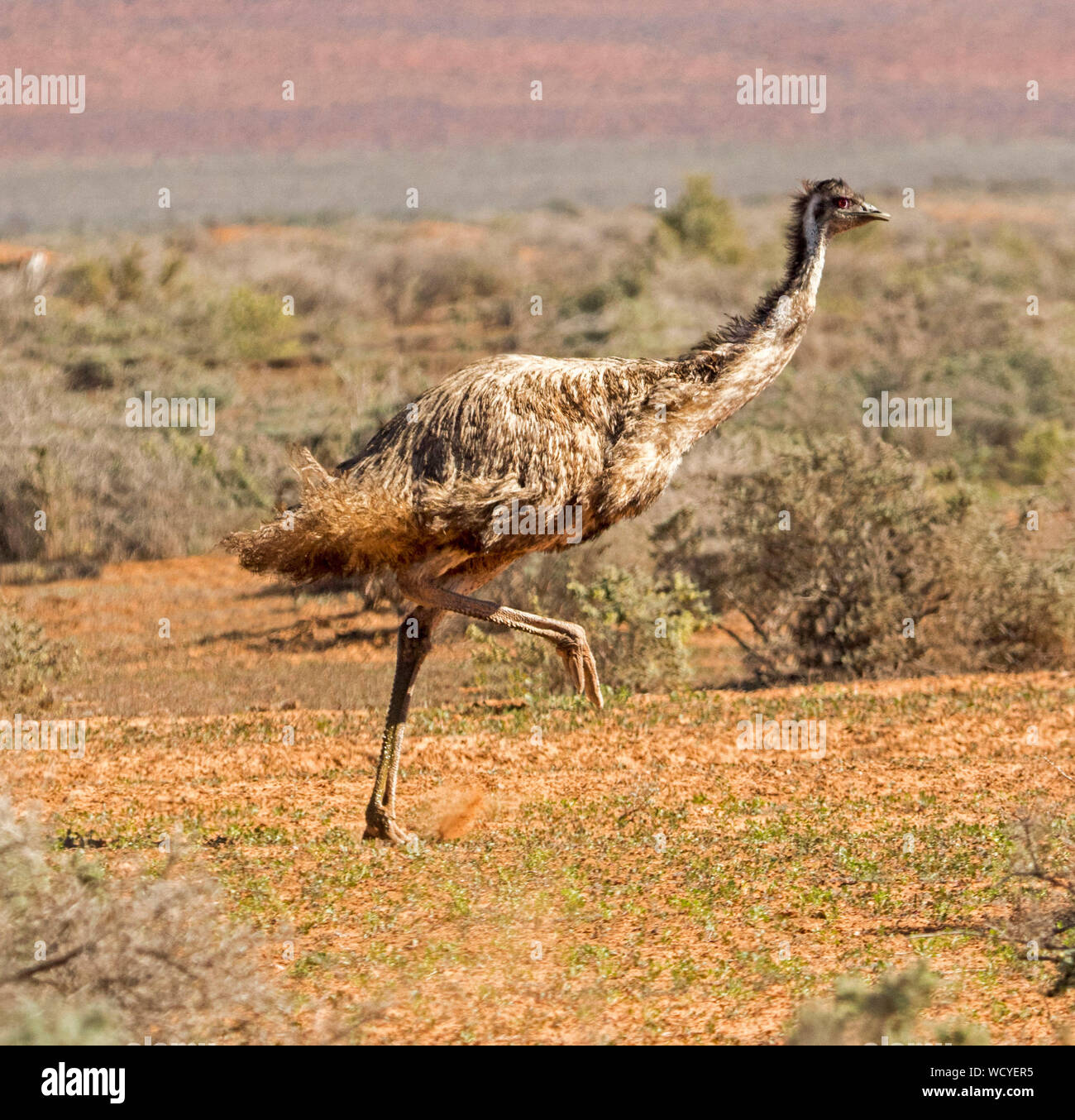 Australische emu, Dromaius novaehollandiae, großen flugunfähigen Vogel, ausgeführt durch niedrig wachsende Vegetation auf outback Plains Stockfoto