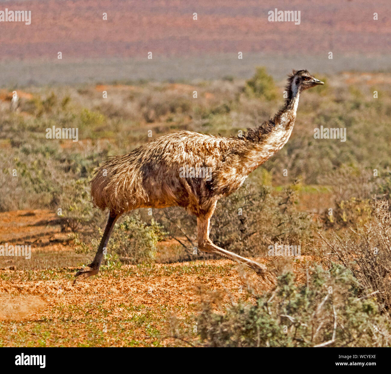 Australische emu, Dromaius novaehollandiae, großen flugunfähigen Vogel, ausgeführt durch niedrig wachsende Vegetation auf outback Plains Stockfoto