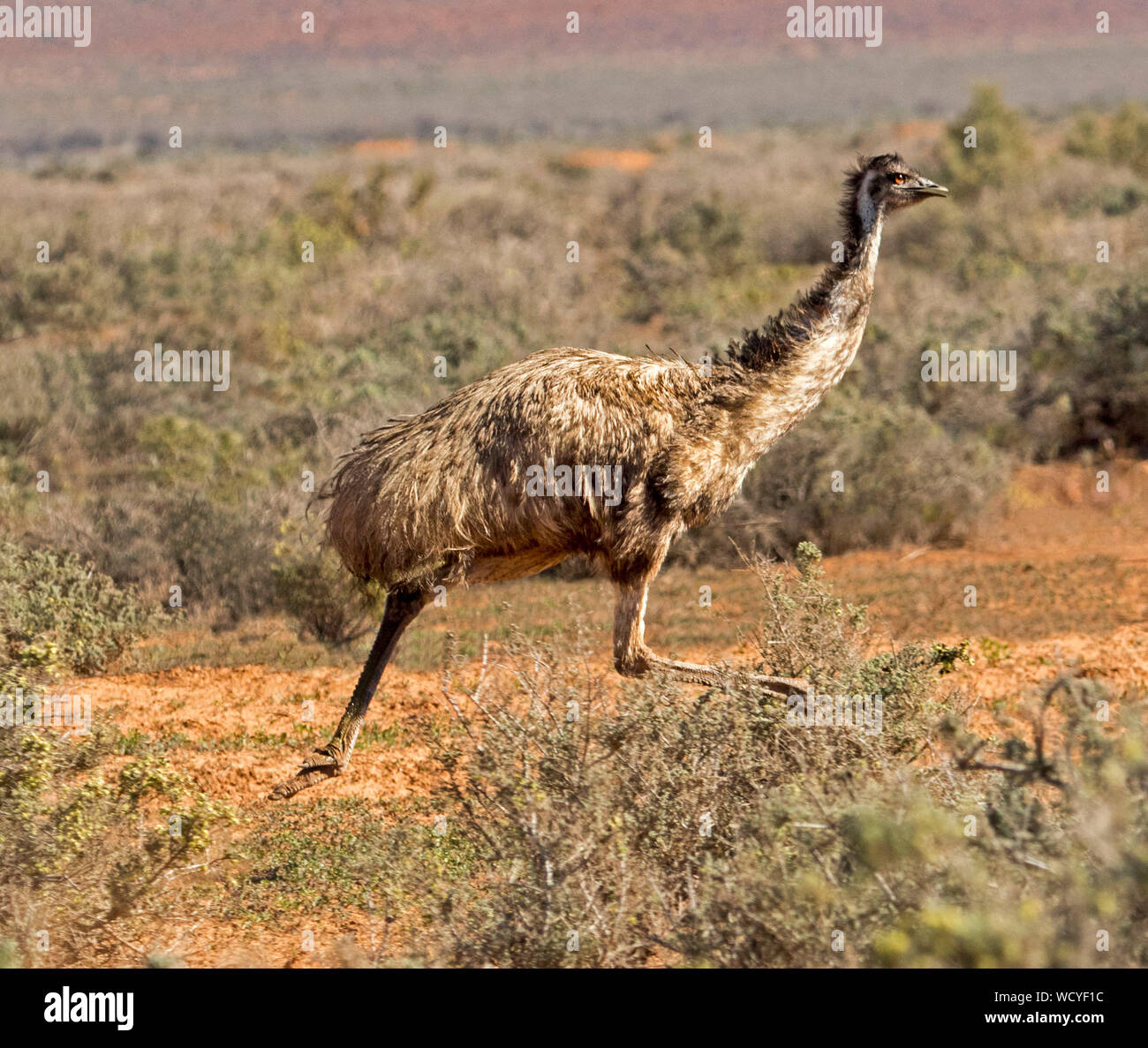 Australische emu, Dromaius novaehollandiae, großen flugunfähigen Vogel, ausgeführt durch niedrig wachsende Vegetation auf outback Plains Stockfoto