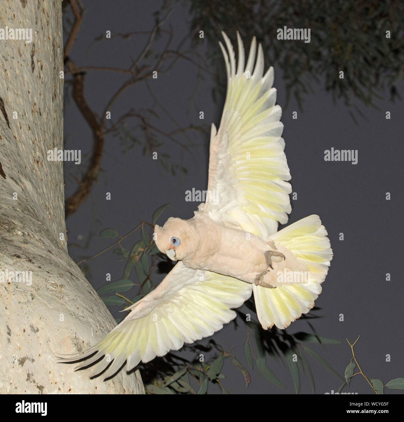 Atemberaubende imageof Little Corella, Cacatua sanguinea, eine weiße Papagei, im Flug neben Stamm von Gum Tree & gegen Bkgd von Dark Sky im Outback Australien Stockfoto