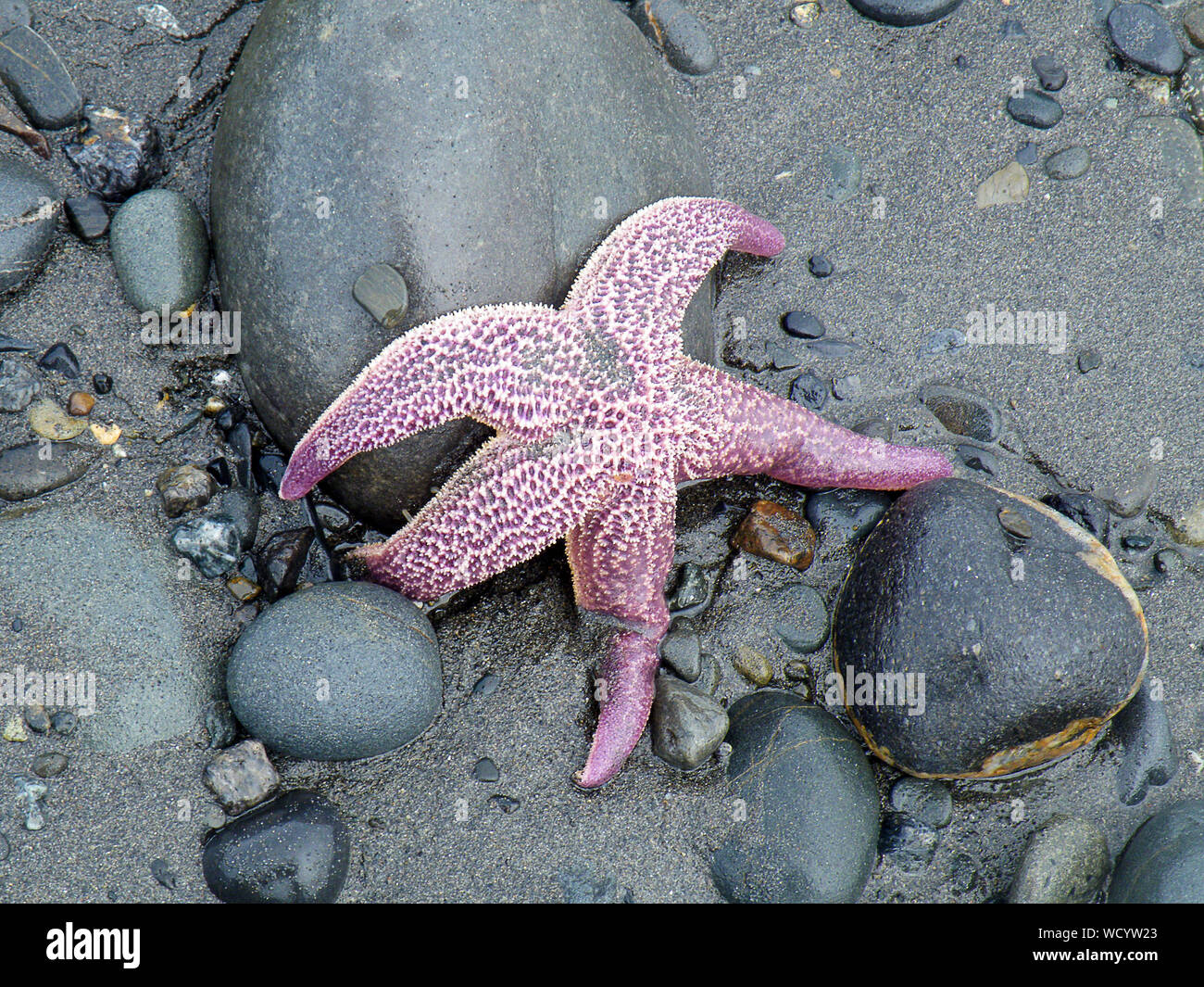 Rosa Seesterne und Steine auf Alaskan Strand Stockfoto