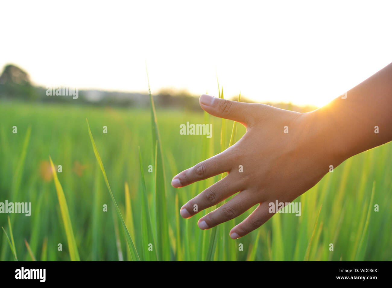 7/8 Hand berühren die Ernte von Reis auf der Farm bei Sonnenuntergang Stockfoto