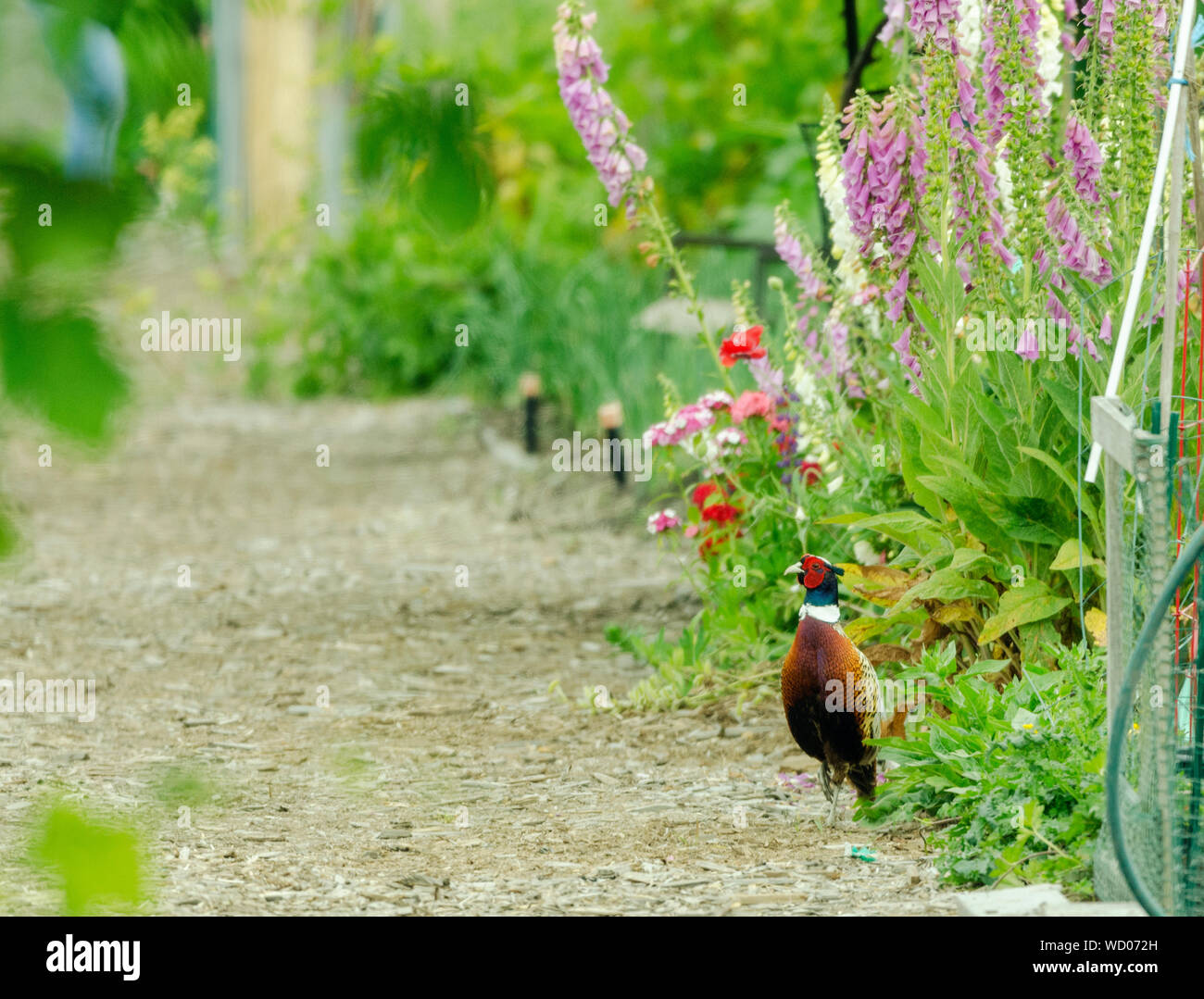 Ein männlicher Ring-necked Pheasant steht vorsichtig am Rand eines Weges in einer gemeinschaft Garten in Redmond, Washington. Stockfoto