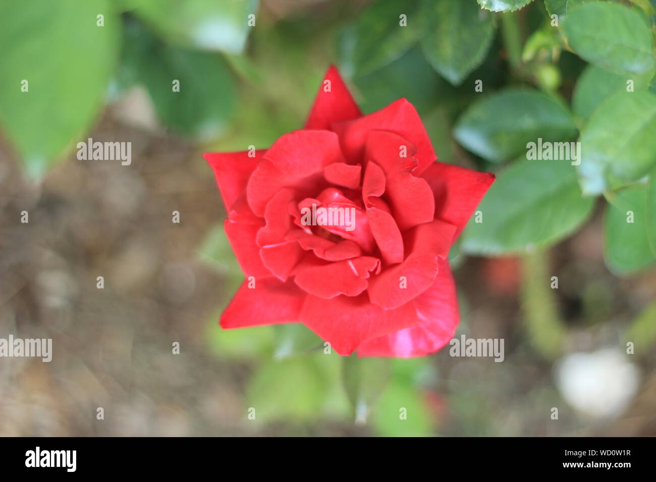 "Chrysler Imperial" Hybrid Tea Rose Stockfoto