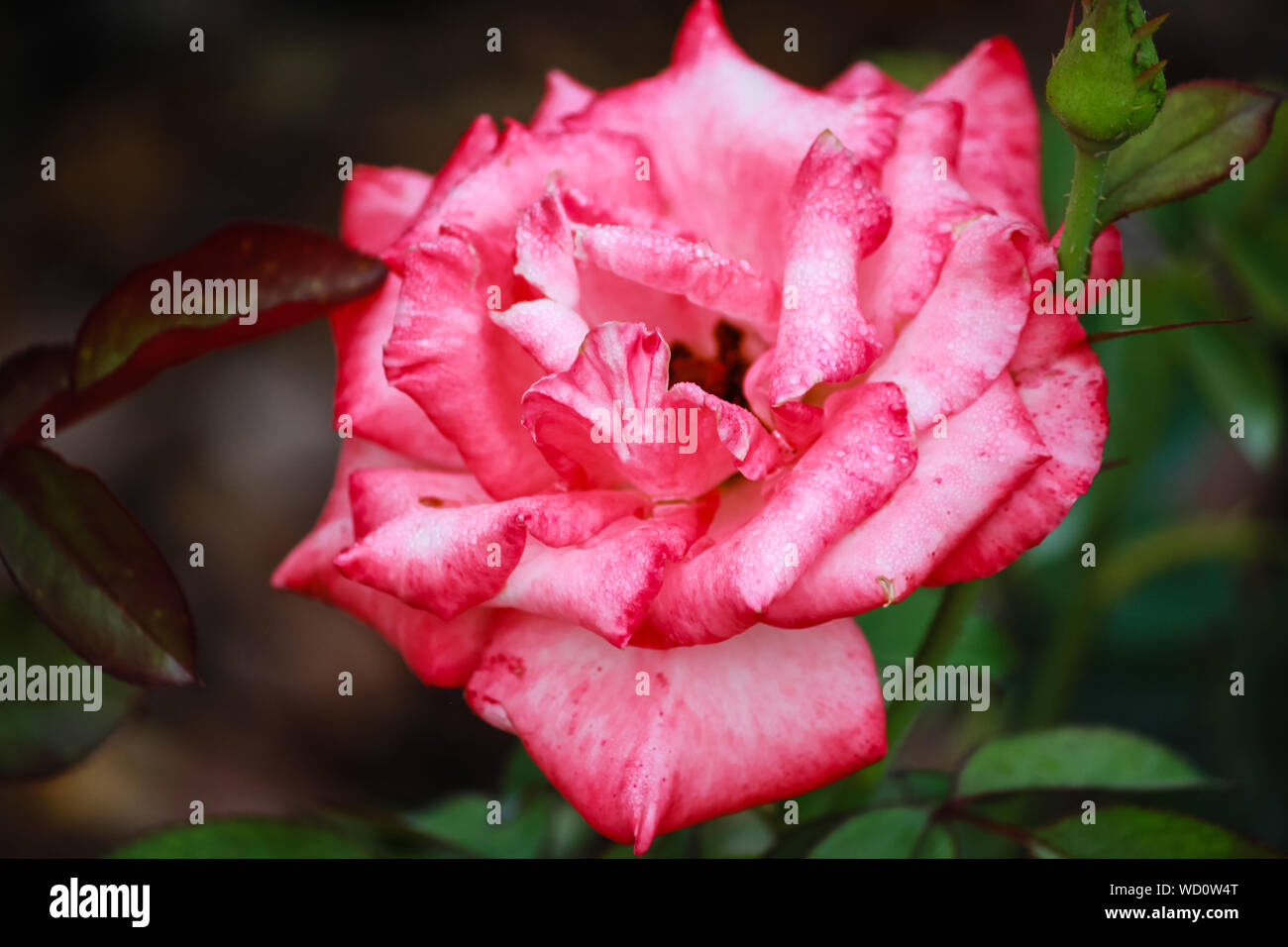 Rosa 'Gemini' Blume - Hybrid Tea Rose - Coral Pink und Sahne Mischung Stockfoto