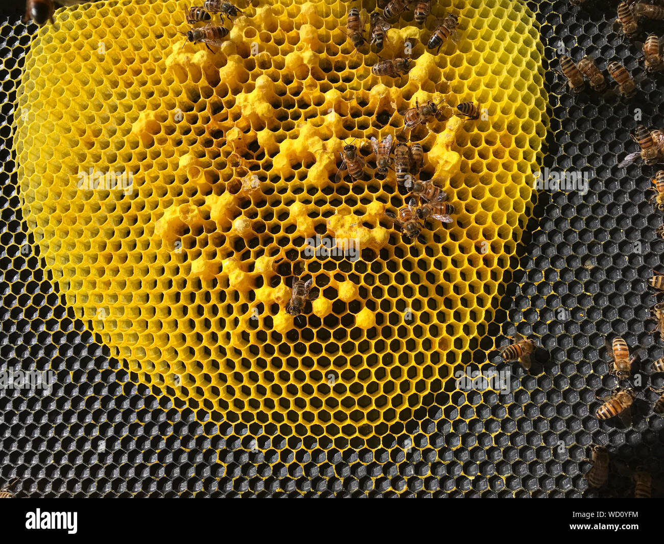 Mehrere Eier pro Kammer in einem fehlerhaften Bienenkorb. Stockfoto