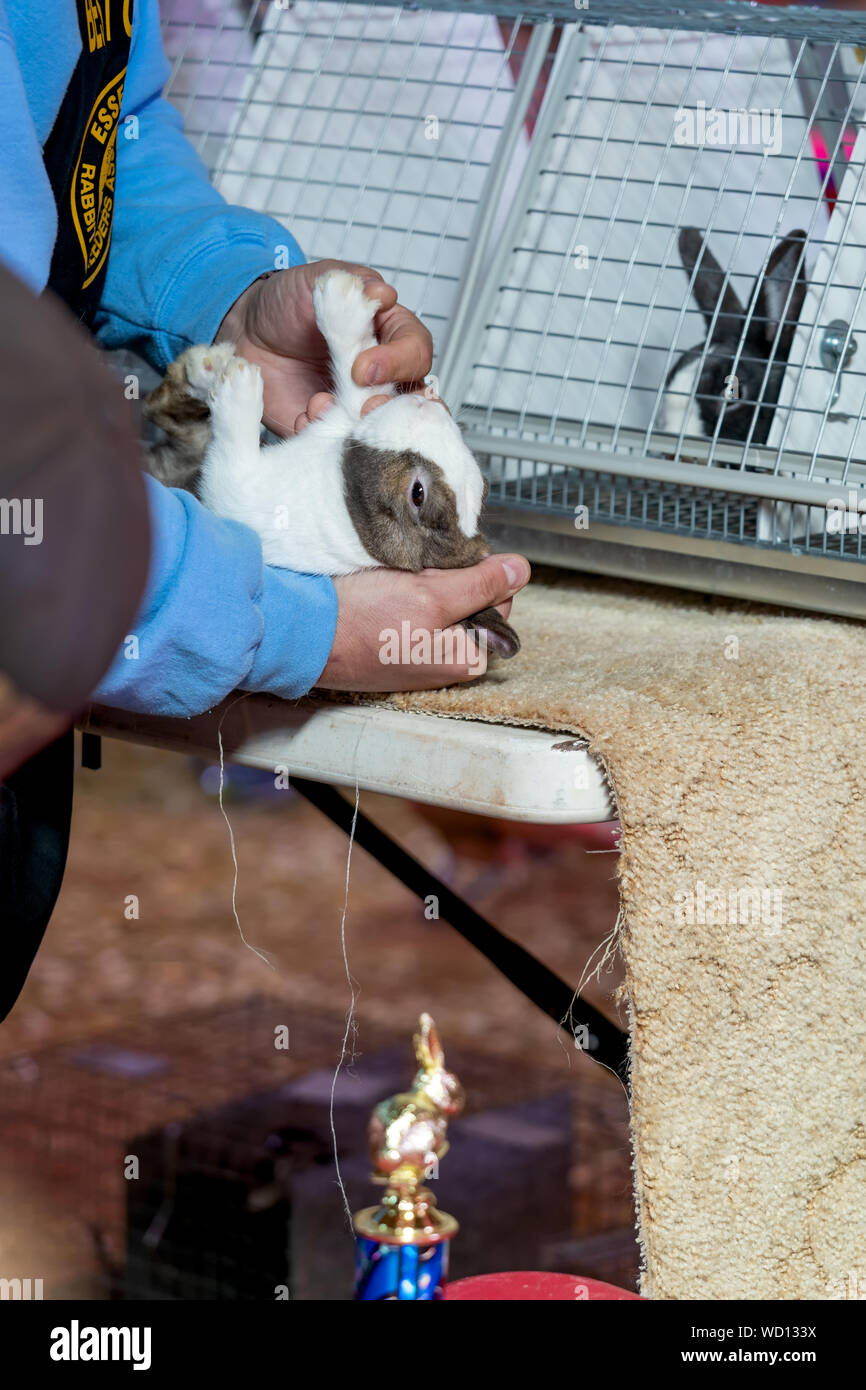 Dundas, Prince Edward Island - Kanada - August, 25, 2019: Kaninchen das Kaninchen auf PEI Pflügen und landwirtschaftliche Messe beurteilt werden. Stockfoto